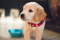 Hands-Free City Leash