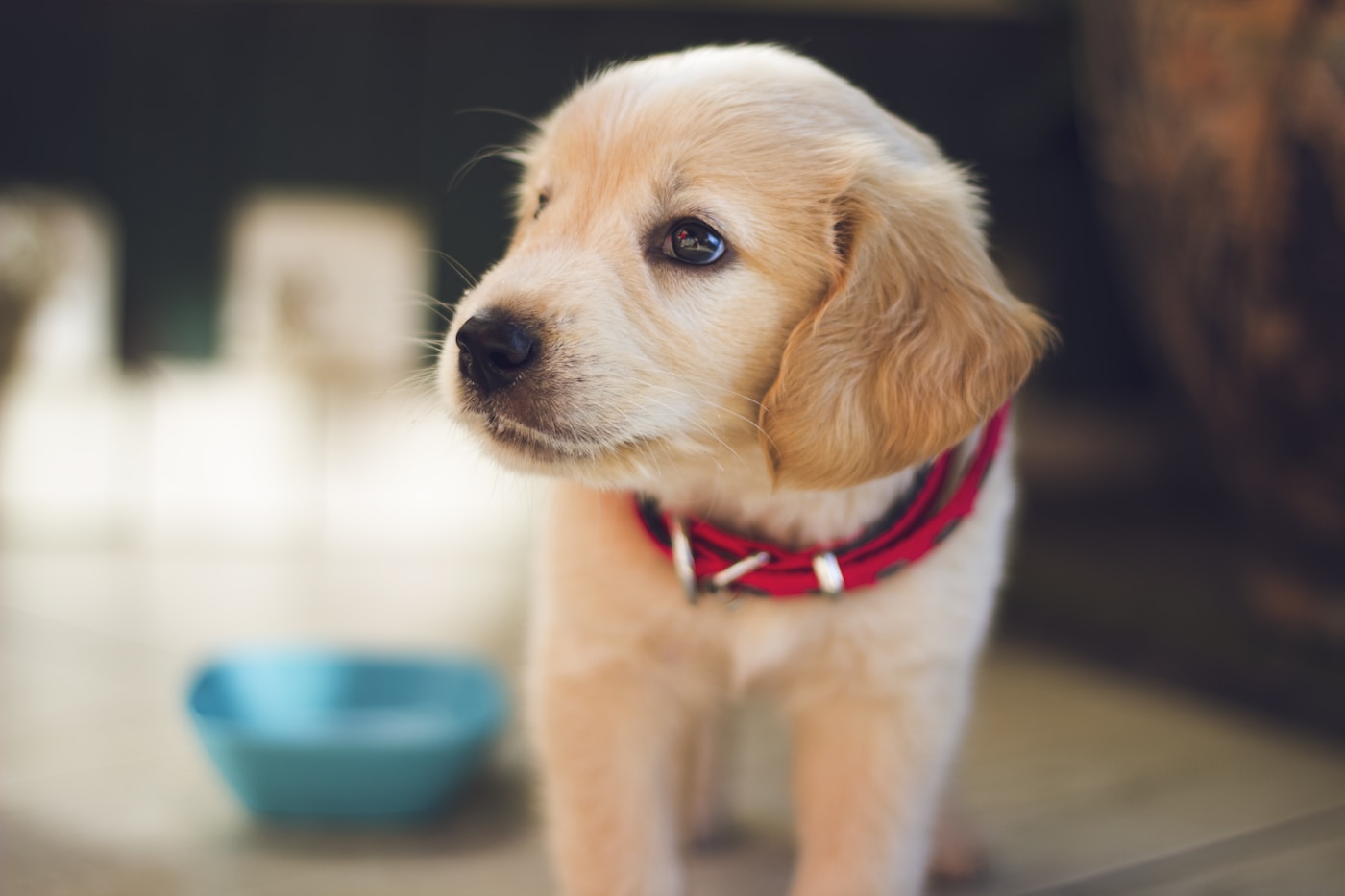 Hands-Free City Leash