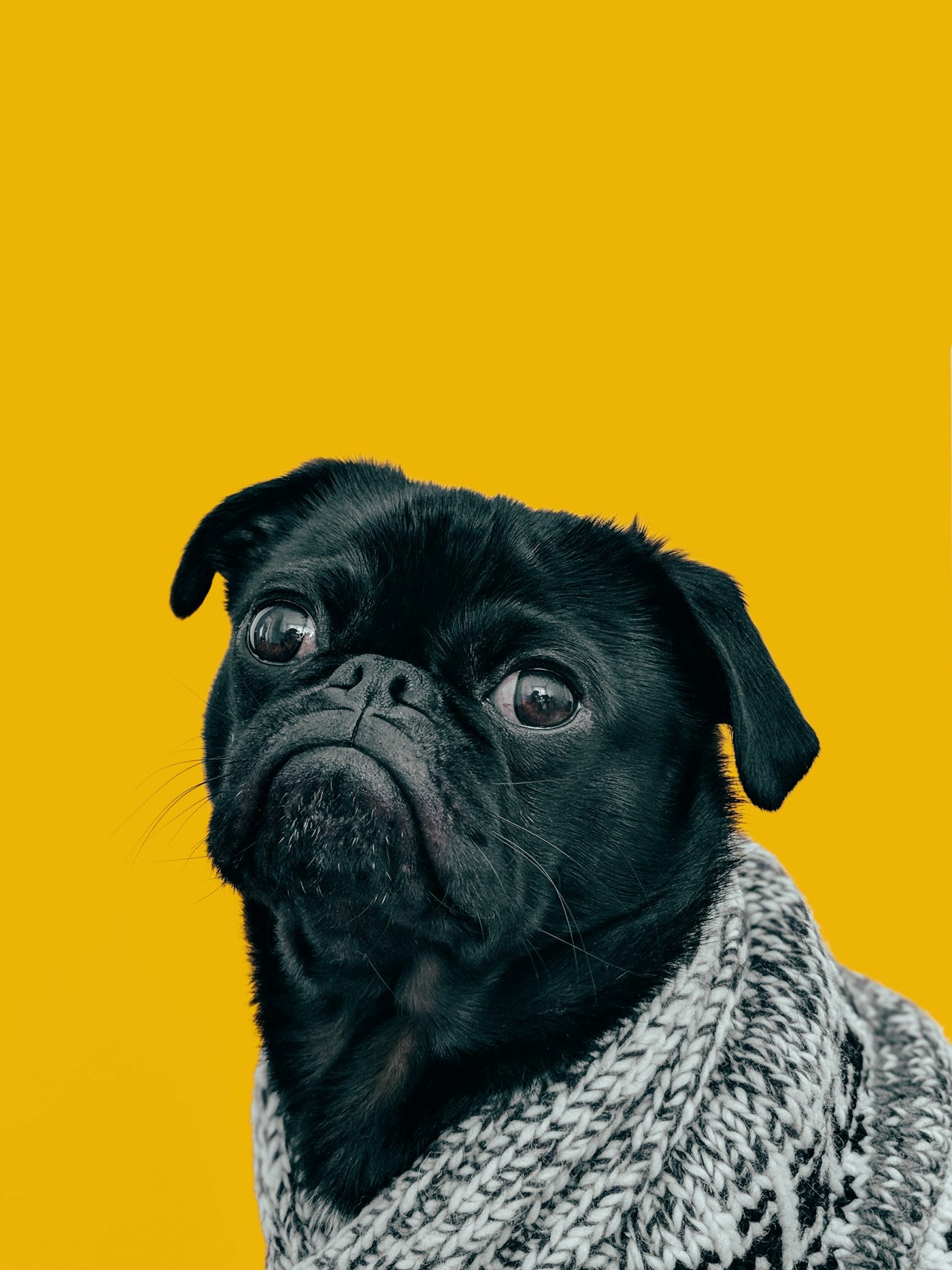 ParkDay Pet Towel & Travel Mat