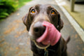 SnackSide Treat Pouch