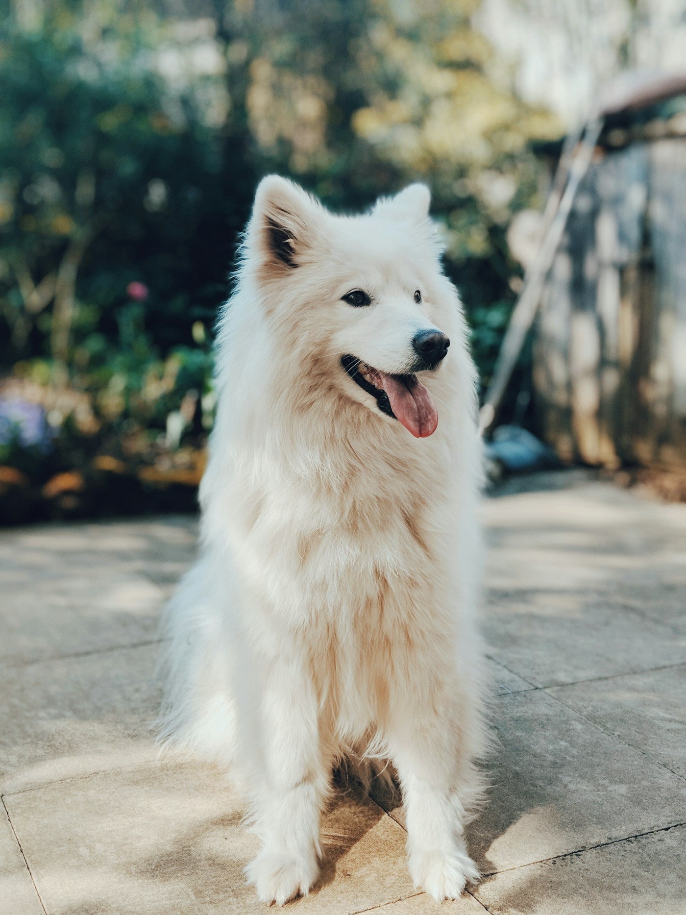 SoftFit Harness + Leash Set
